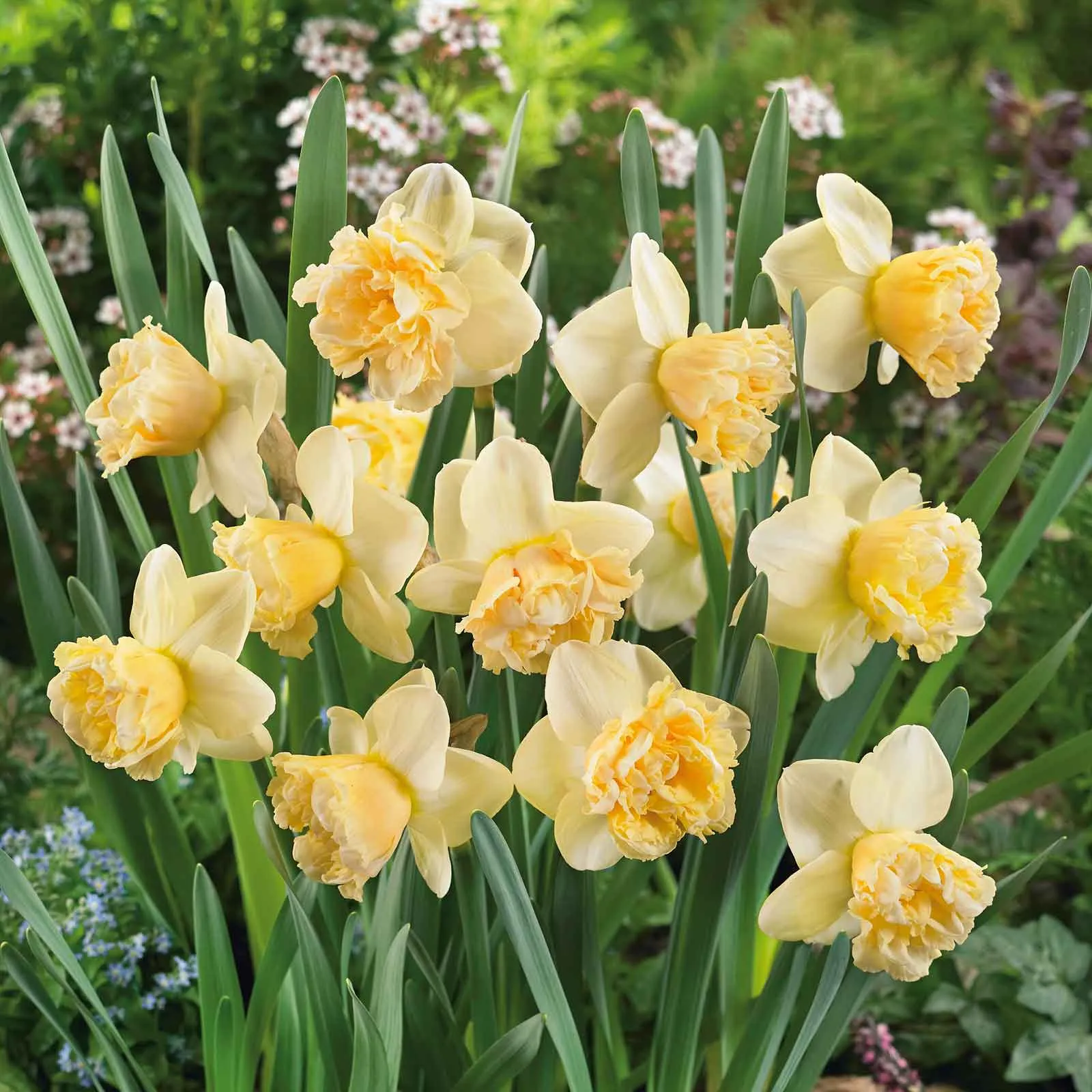 Daffodil Bulbs - Art Design
