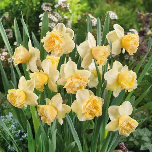 Daffodil Bulbs - Art Design