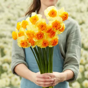 Daffodil Bulbs - Modern Art