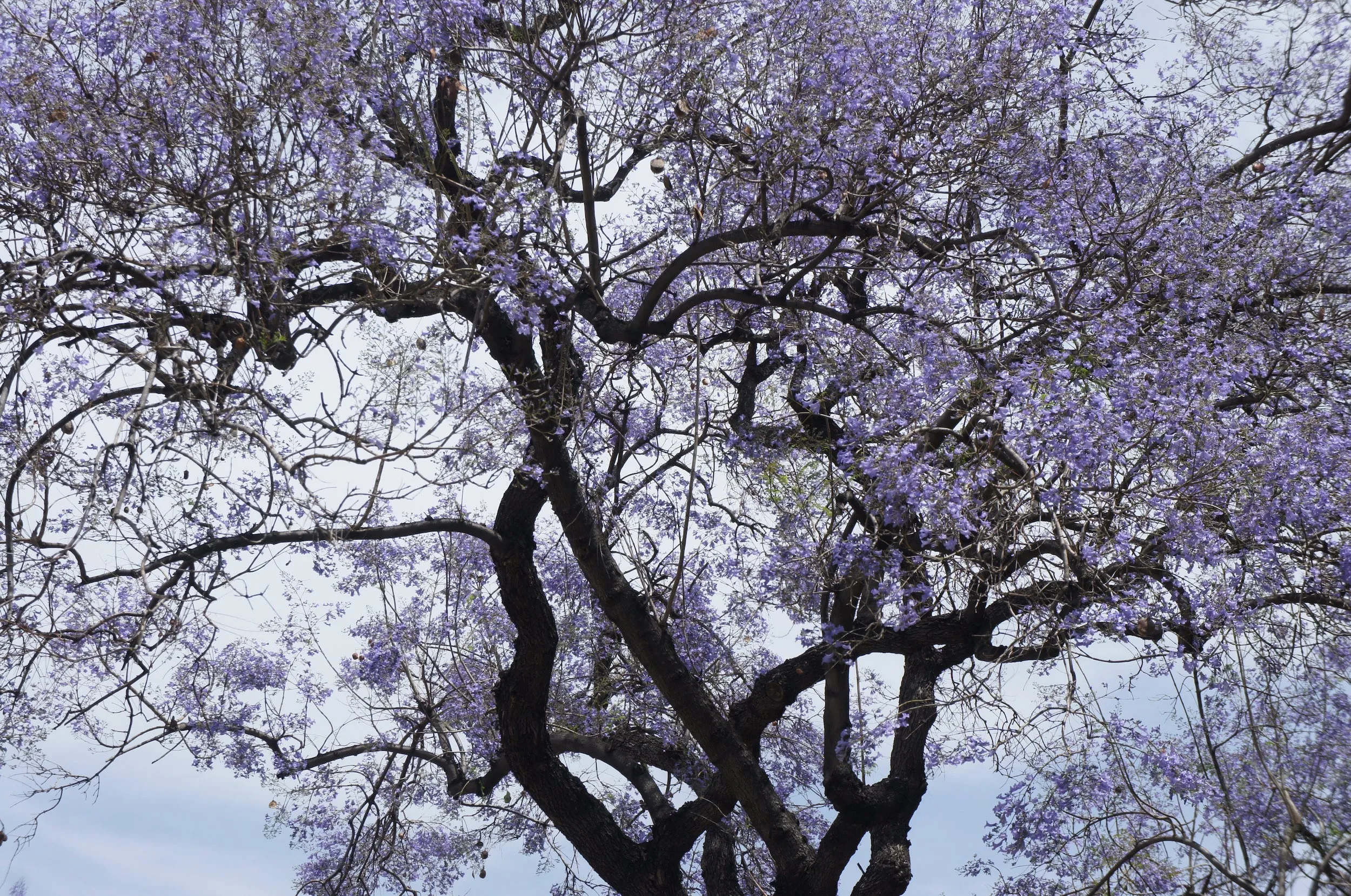 Jacaranda - Long Silk Scarf
