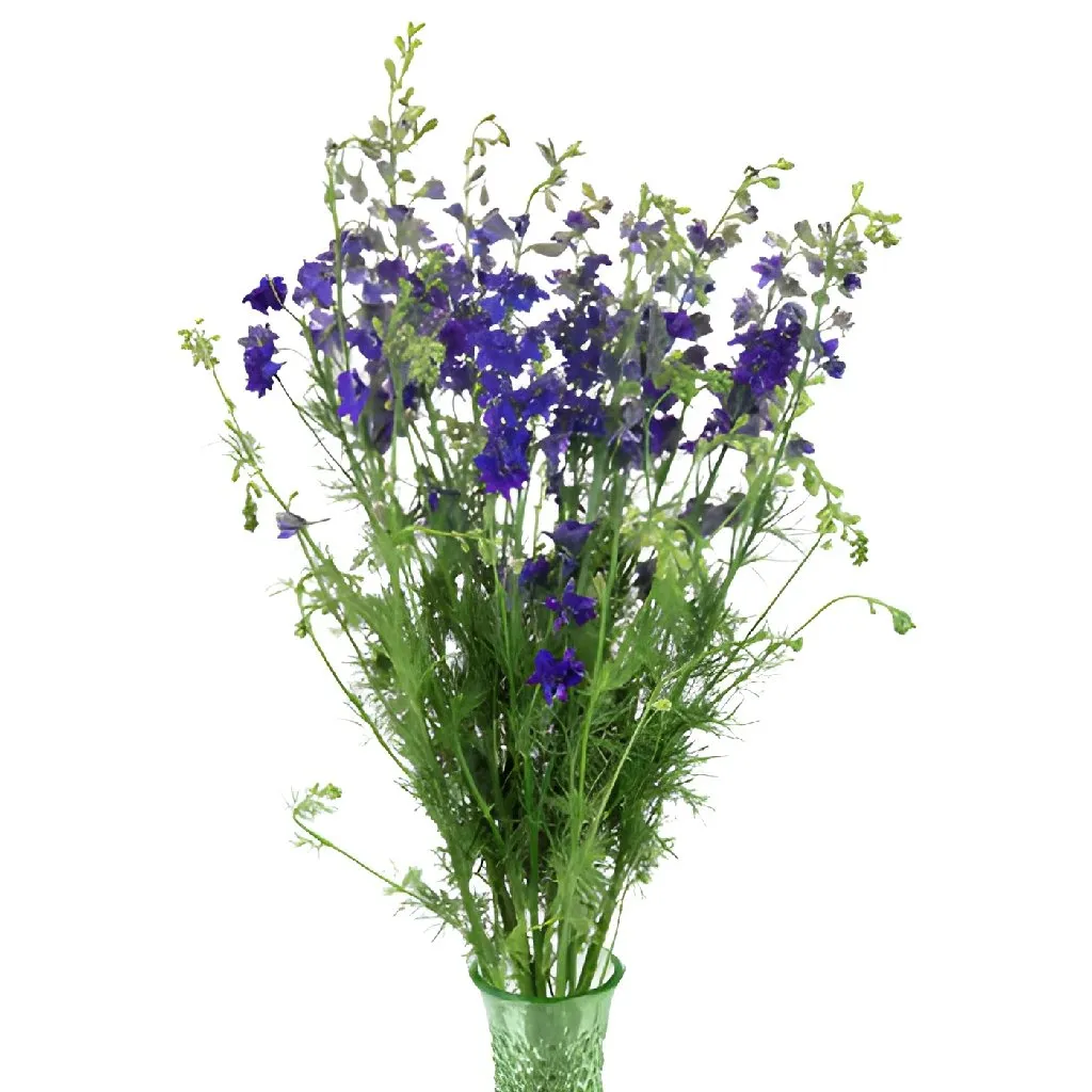 Larkspur Purple Flower