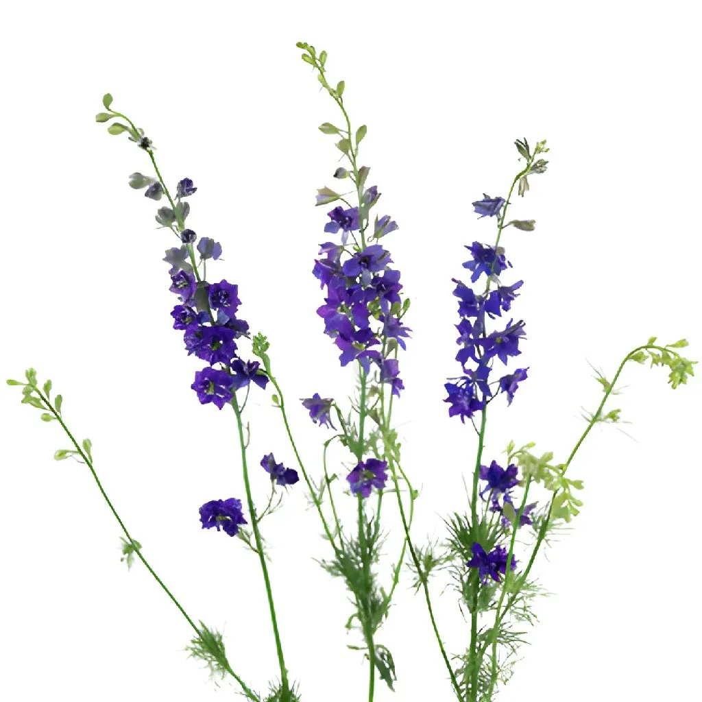Larkspur Purple Flower