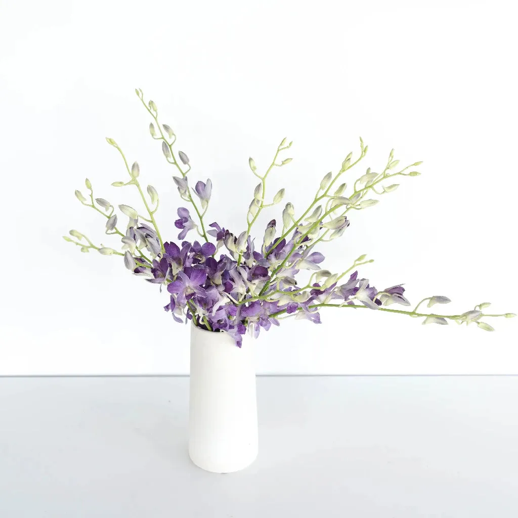 Midnight Purple Dendrobium Orchids