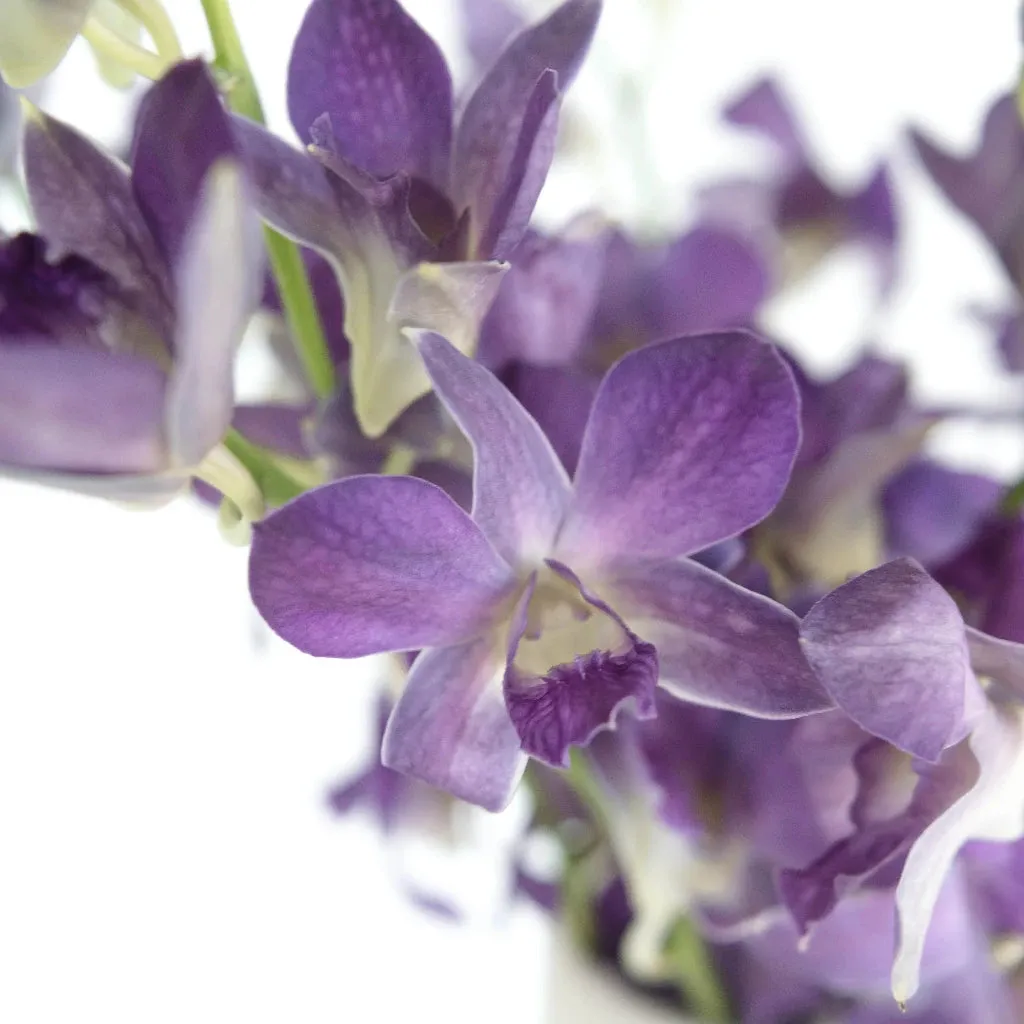 Midnight Purple Dendrobium Orchids