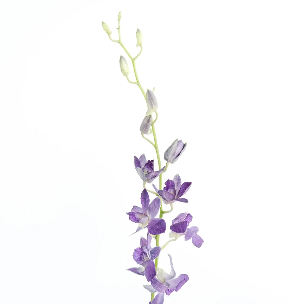 Midnight Purple Dendrobium Orchids