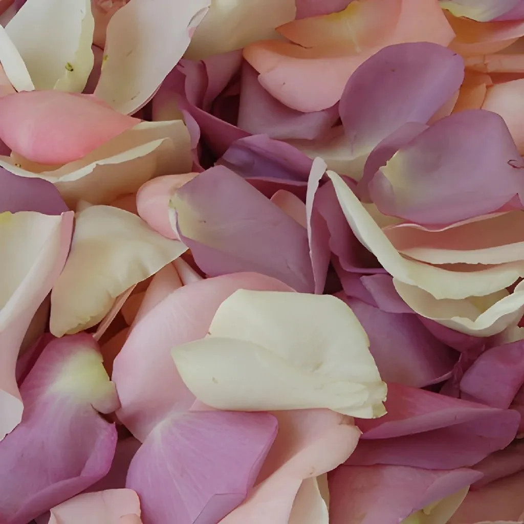 Purple Pinksicle Fresh Rose Petals