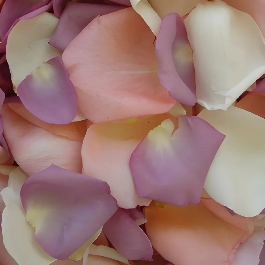 Purple Pinksicle Fresh Rose Petals