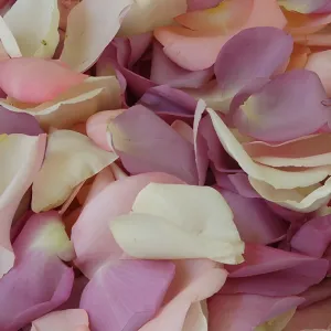 Purple Pinksicle Fresh Rose Petals