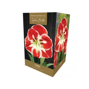 Taylors Amaryllis Samba