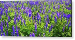 Windy Lupines By Brad Scott - Acrylic Print