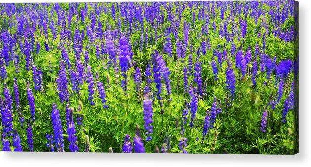 Windy Lupines By Brad Scott - Acrylic Print