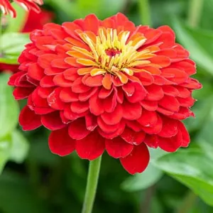 Zinnia Flower Seeds - Scarlet Flame - Bold Red Blooms for Your Garden